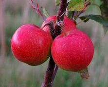 Ahrista Apple